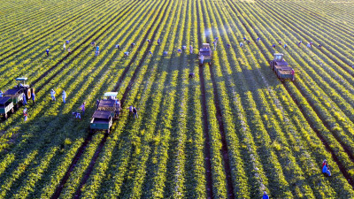 COP28: Food-Systems Transformation Finally Becoming Part of the Climate Conversation