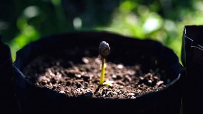 Starbucks Developing Climate-Resistant Coffee Tree Varietals