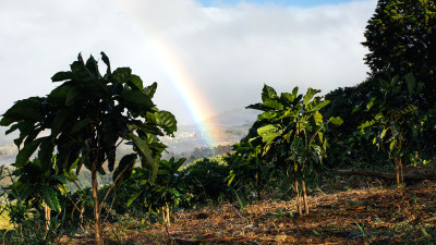 Trending: Beverage Giants Ensuring Their Libations Are Sustainable, Down to the Roots