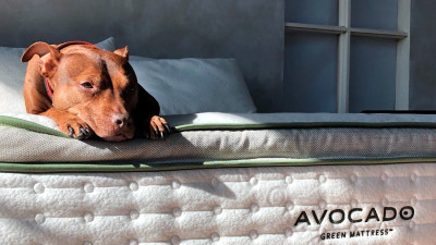 Carbon-Negative Avocado Green Mattress Supports Dreams of Regeneration