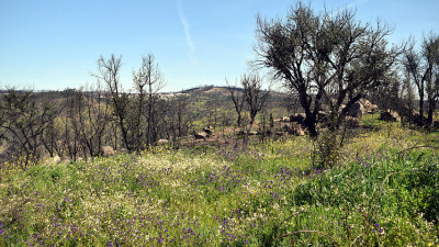 Crowdsourced Impact Investing Mobilizes Regeneration Effort in Portugal