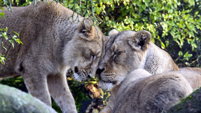 The Lizard, the Lion and the Lamb: The Tension Between Fear, Action and Just Being Present