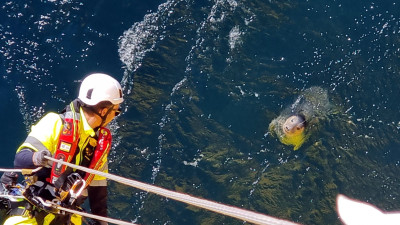 WWF, Ørsted Partner to Develop Offshore Wind Farms That Enhance Ocean Biodiversity