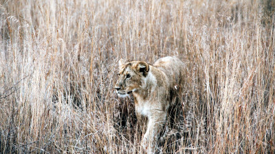 Networking and Collaboration: What We Can Learn from Zimbabwe’s Anti-Poaching Movement