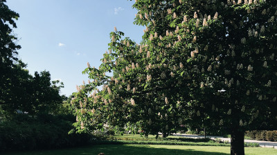 Looking to Celebrate the 150th Arbor Day? Try One of These 150 Tree-Themed Activities from the Arbor Day Foundation