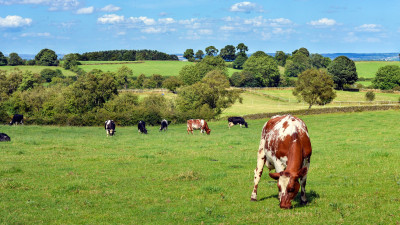 Can Regenerative Agriculture Regenerate the US Food System?