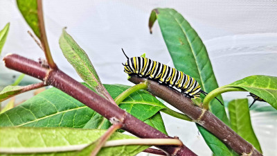 How Formosa Plastics Is Nurturing Biodiversity in Texas