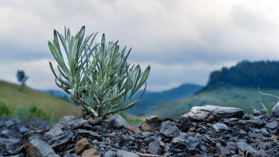 Appalachian Botanical Is Growing Opportunity in West Virginia