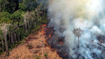 Trending: CDP, LA, NYC Call for Radical Shift in Companies’ Treatment of Forests