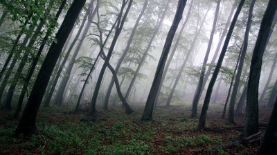 Reimagining Finance for Forests in a Climate-Changing World