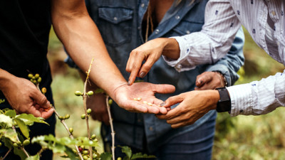 Nespresso, Starbucks, Lin-Manuel Miranda Partner to Revive Puerto Rican Coffee Sector