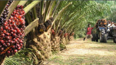 Global Investors Urge RSPO for Stronger Standards