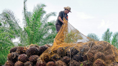 CDP: Underestimation of Deforestation Risks Could Cost Business Over $900B