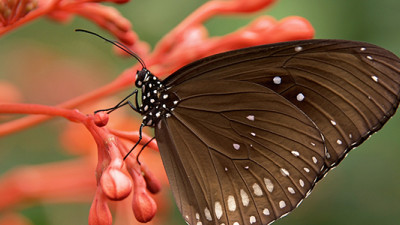 Biomimicry = Return on Inspiration