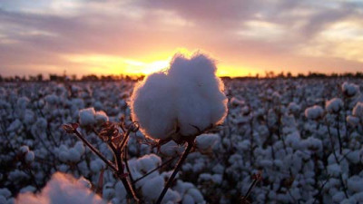 Wrangler Joins Field to Market to Accelerate US Sustainable Cotton