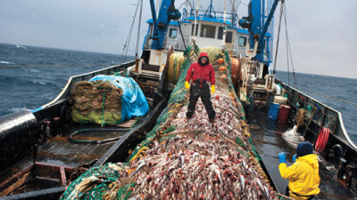 MSC Pilots Seafood Traceability Tool, Asks for Industry Feedback