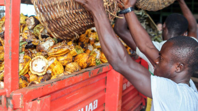 Industry Working to Make Chocolate Production Sweeter for Cocoa Farmers